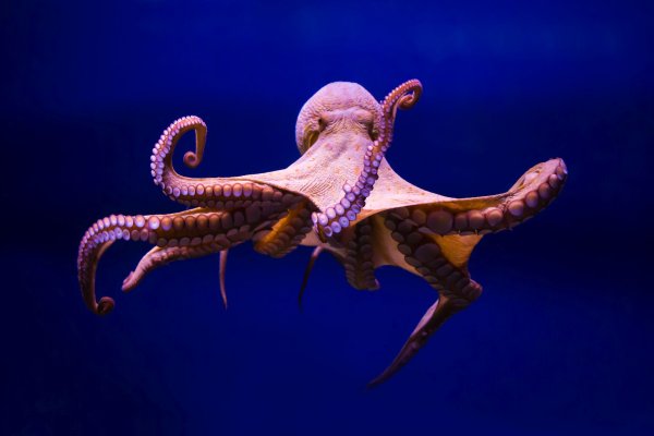Кракен krakens13 at